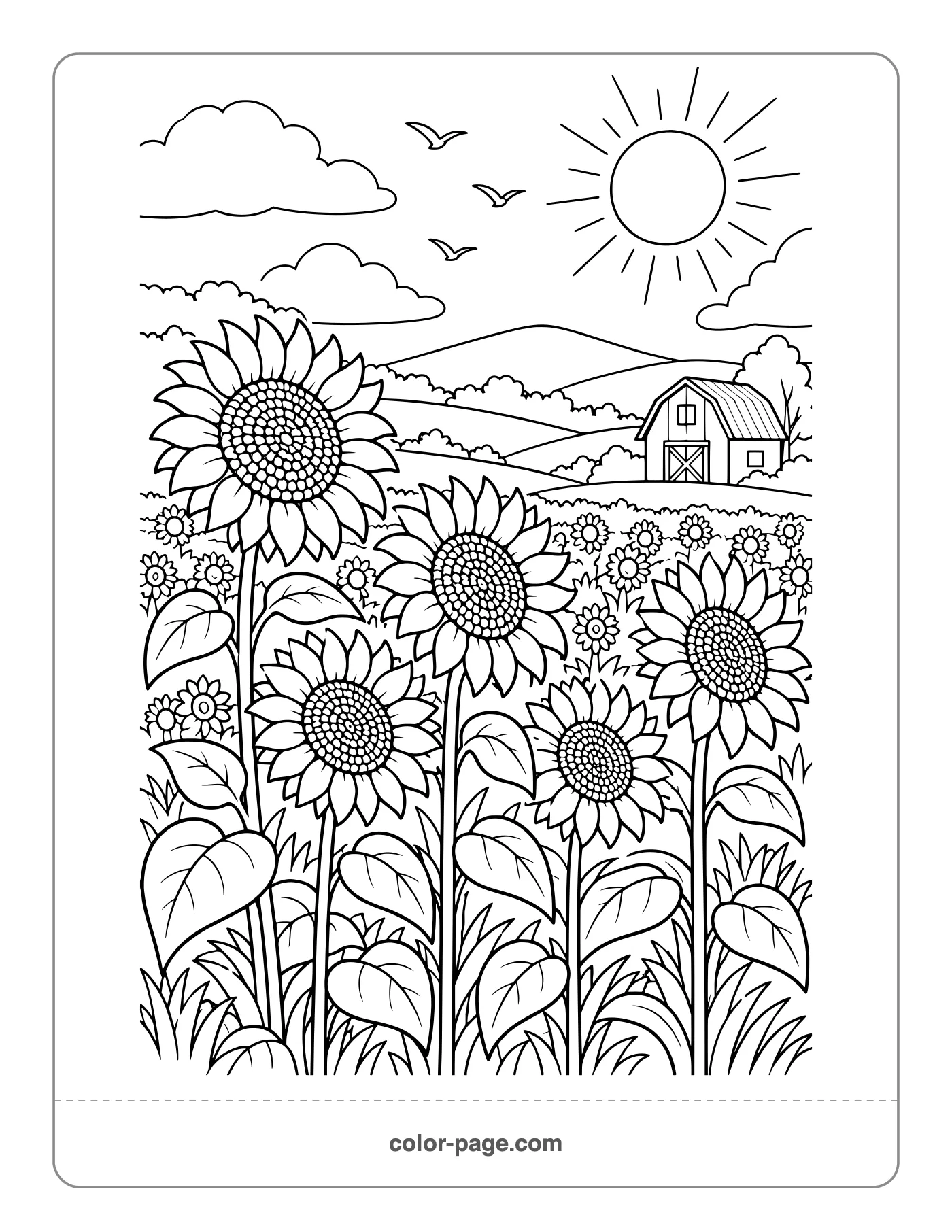 Field of tall sunflowers with a barn coloring page