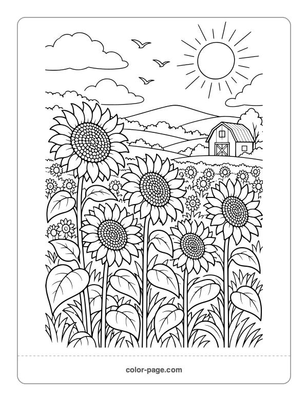 Field of tall sunflowers with a barn coloring page
