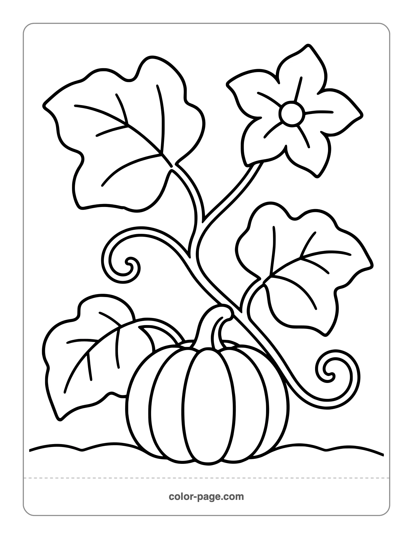 Pumpkin growing on a vine with a flower coloring page