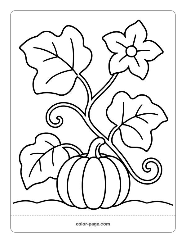 Pumpkin growing on a vine with a flower coloring page